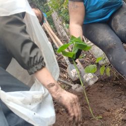 ¡Un árbol, una nueva esperanza! Así sembramos futuro en La Serrana y Las Moyas.